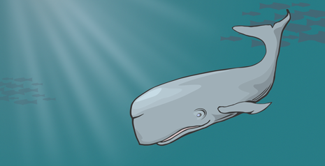 whale illustration